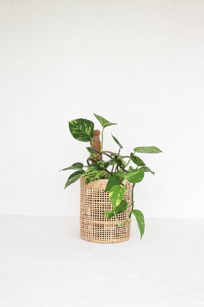 Daydream - Planter + Basket